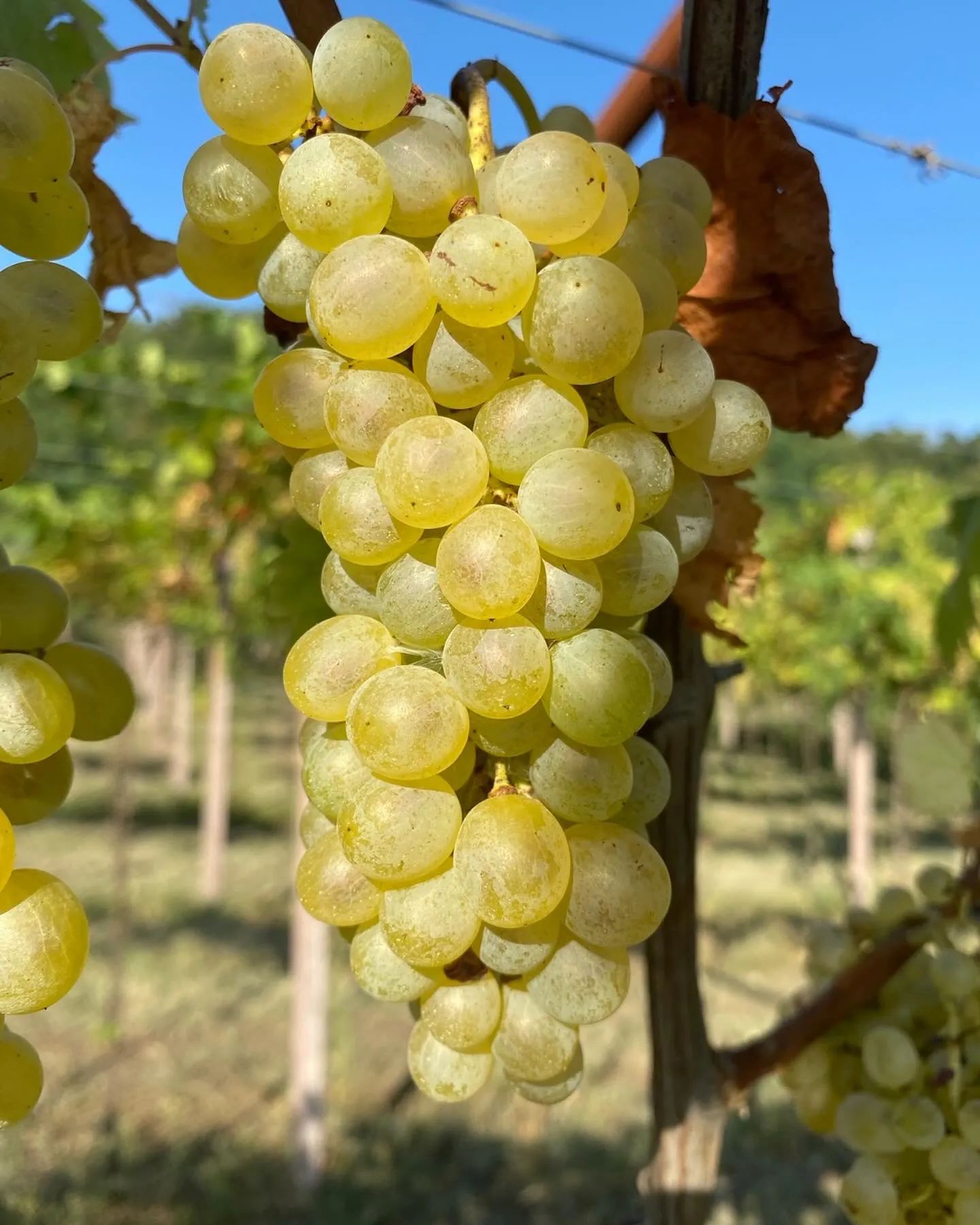 La nostra vendemmia 2024