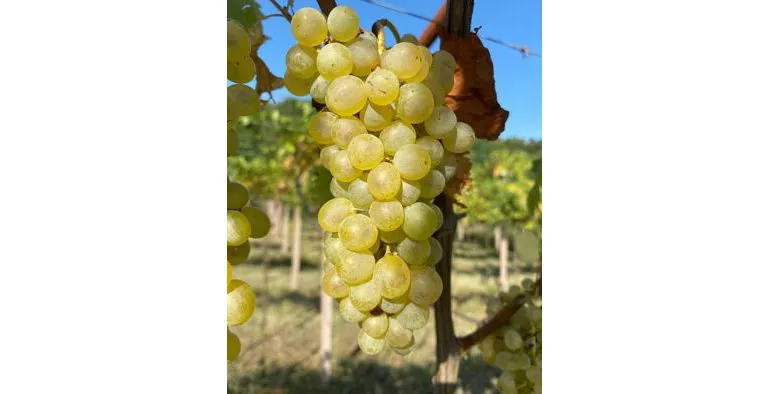 La nostra vendemmia 2024