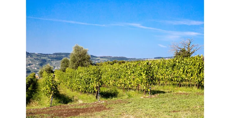 Vendemmia 2023
