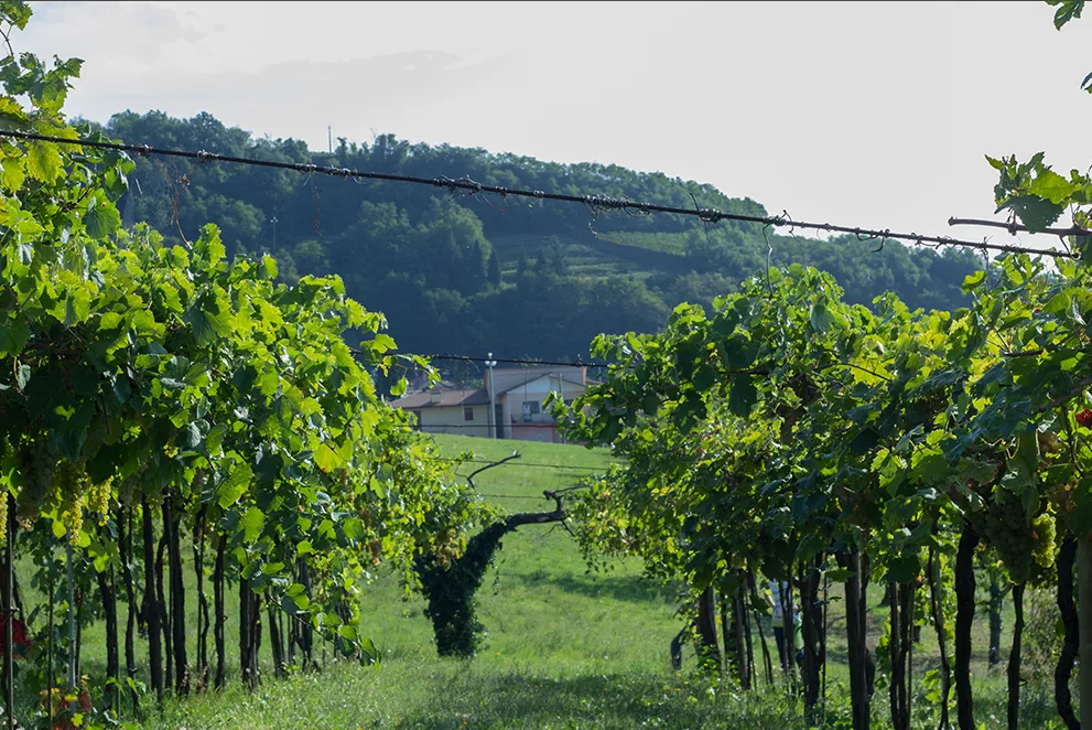 Vigneto