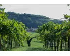 Vigneto
