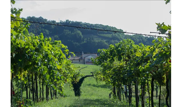 Vigneto