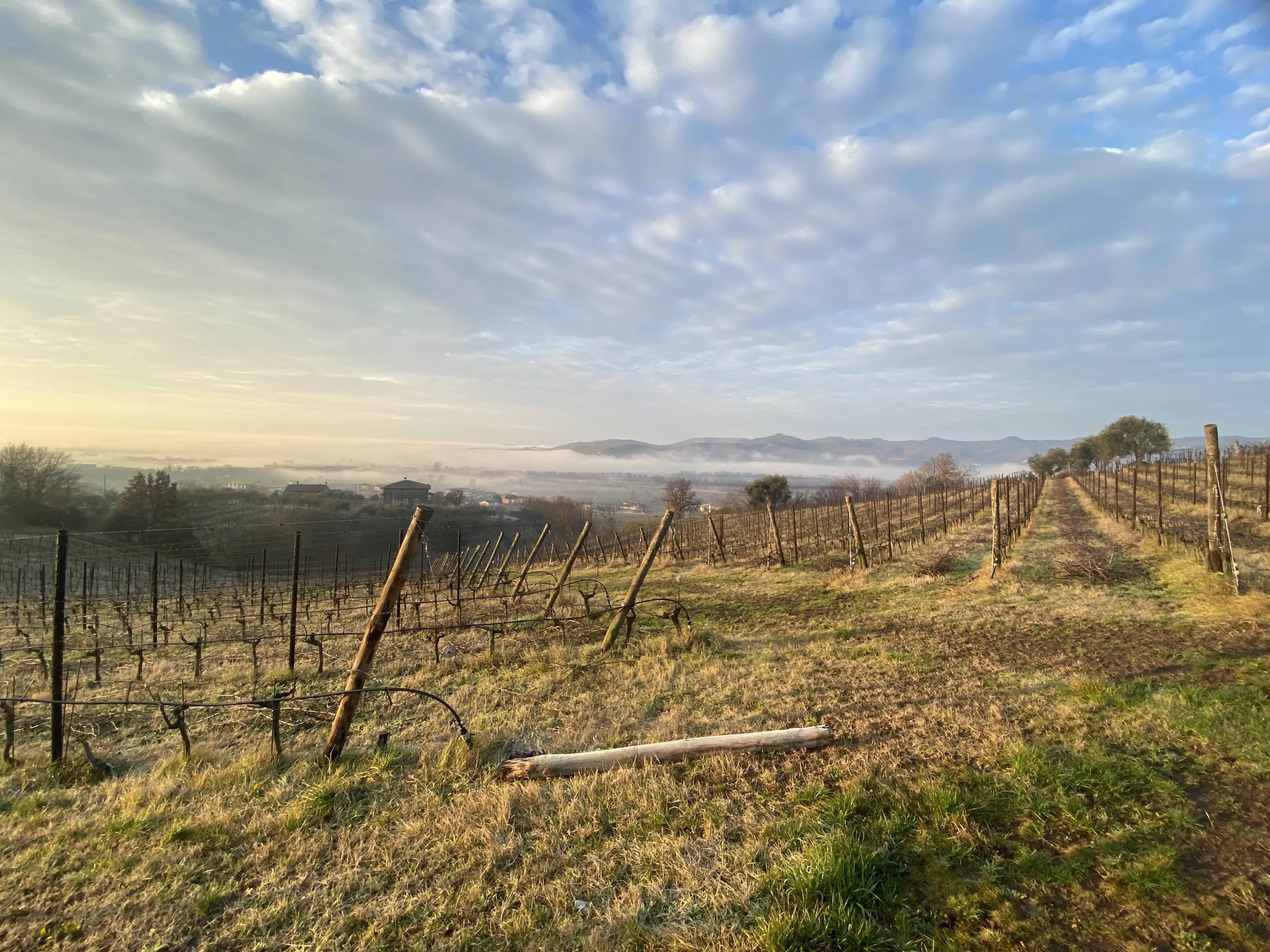 Meggiolaro Vini panorama vigneti 