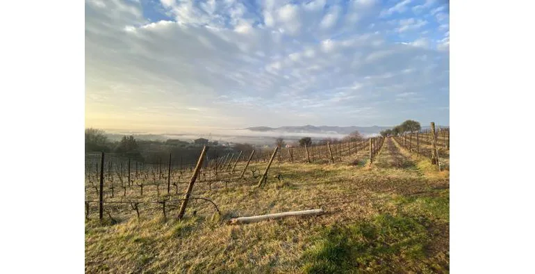 Meggiolaro Vini panorama vigneti