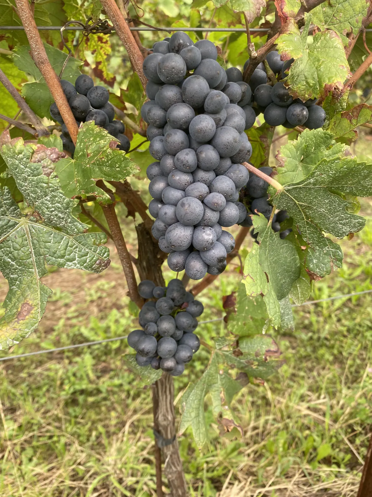 Uva Pinot Nero 