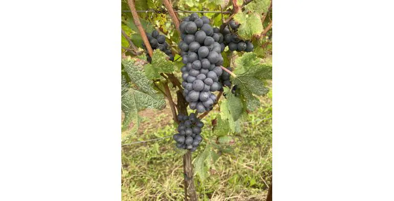 Uva Pinot Nero