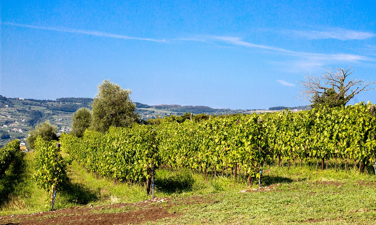 Un vigneto di Meggiolaro vini