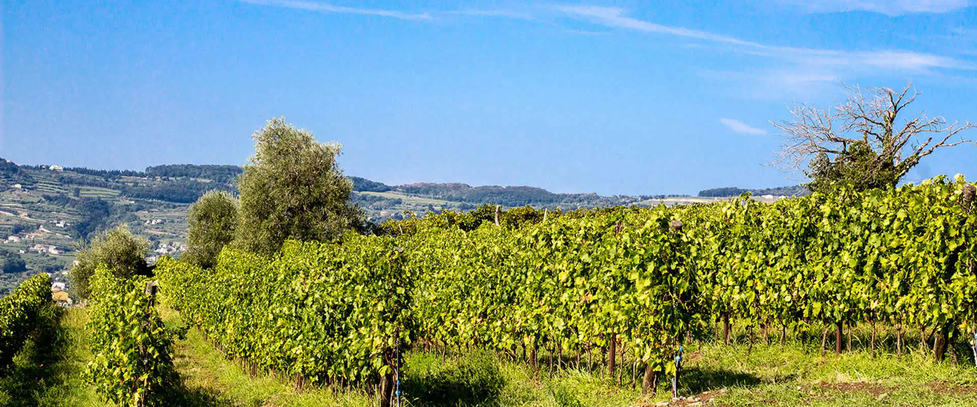 Un vigneto di Meggiolaro vini